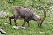 63 Stambecco maschio adulto al pascolo alla Bocchetta Paradiso